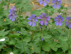 Geranium 'Philippe Vapelle' bestellen